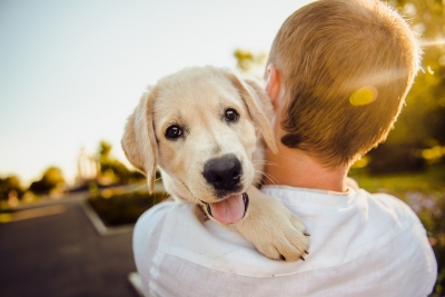 Hundeversicherung ab September 2023 in Spanien Pflicht